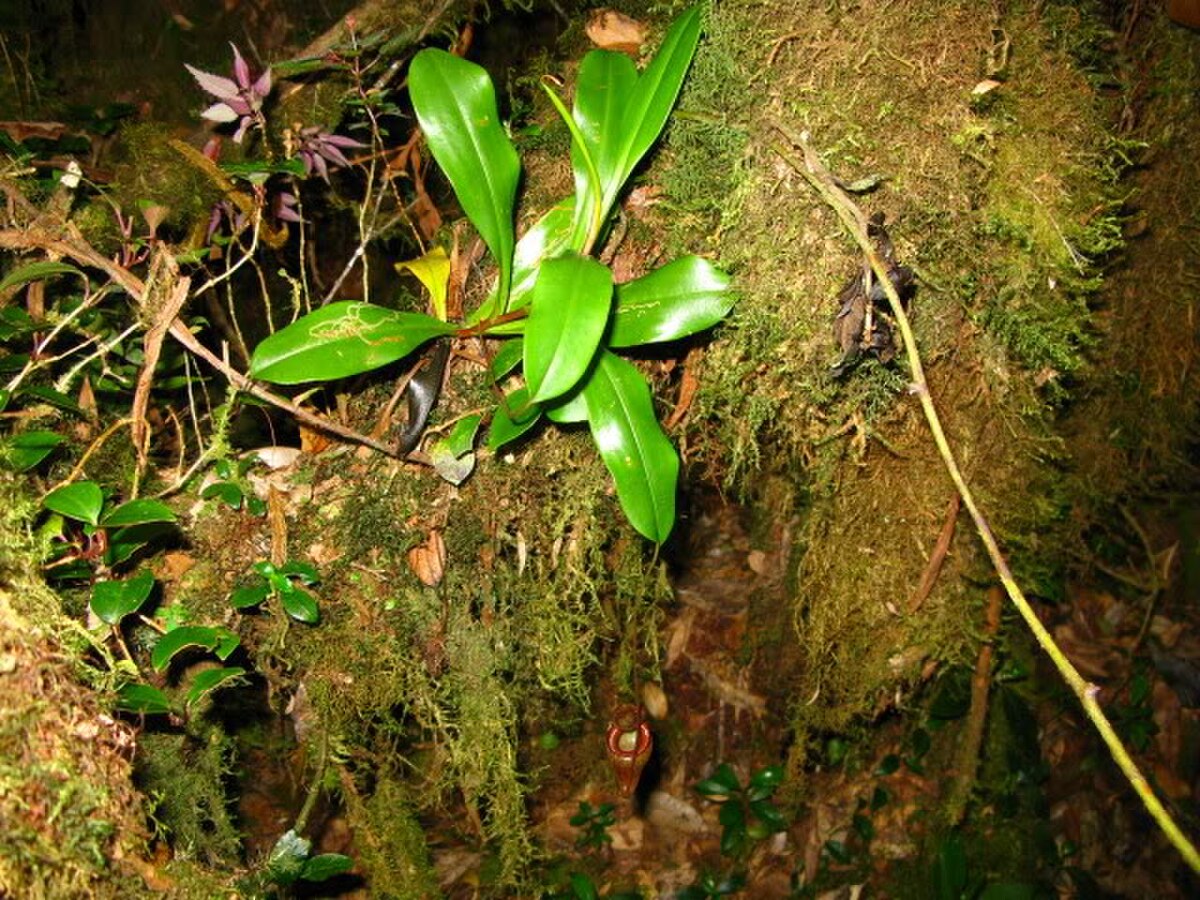 Nepenthes Flava