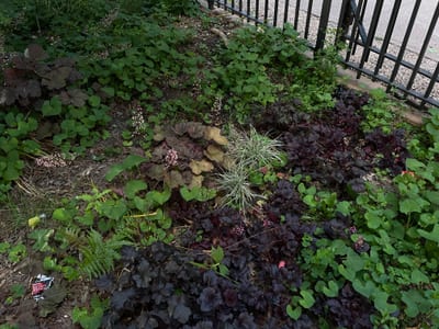 Heuchera