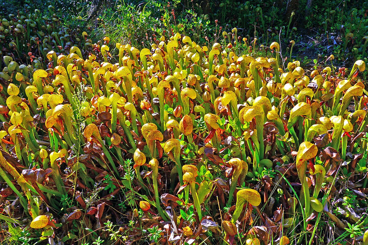 Darlingtonia californica