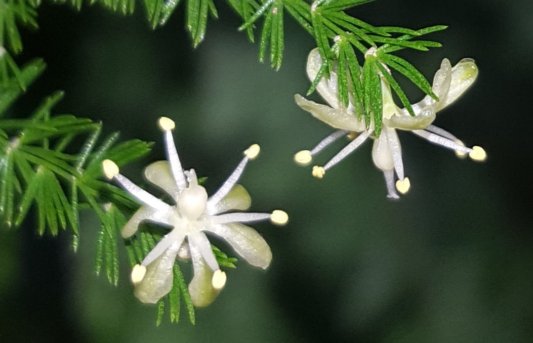 Asparagus fern — iNaturalist