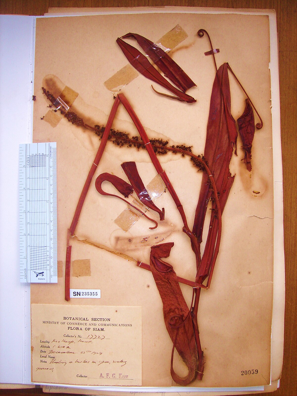 Nepenthes chang