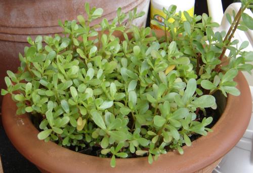 Portulaca oleracea