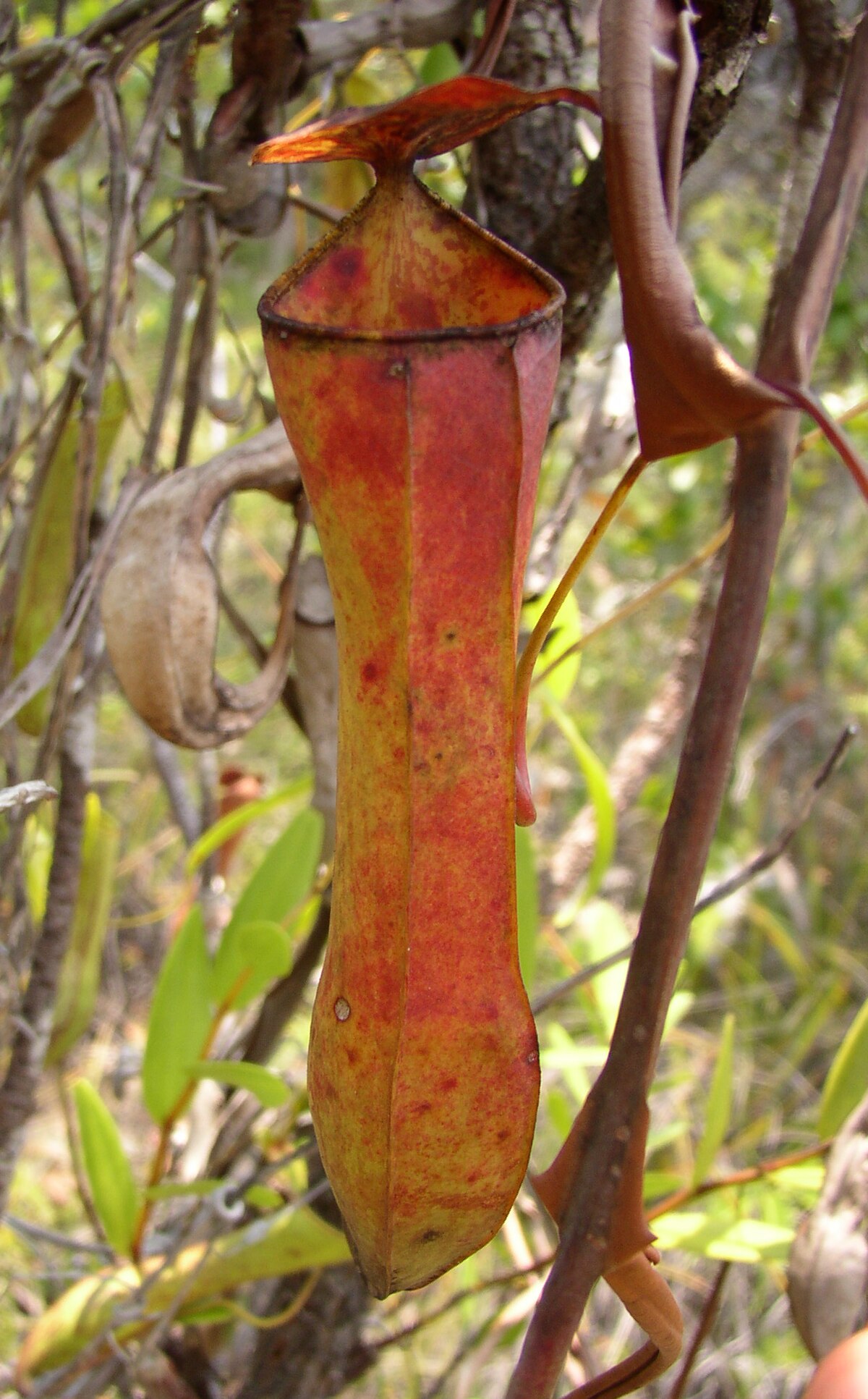 Nepenthes tobaica