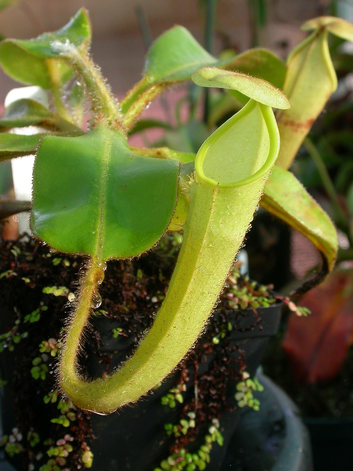 Nepenthes pilosa