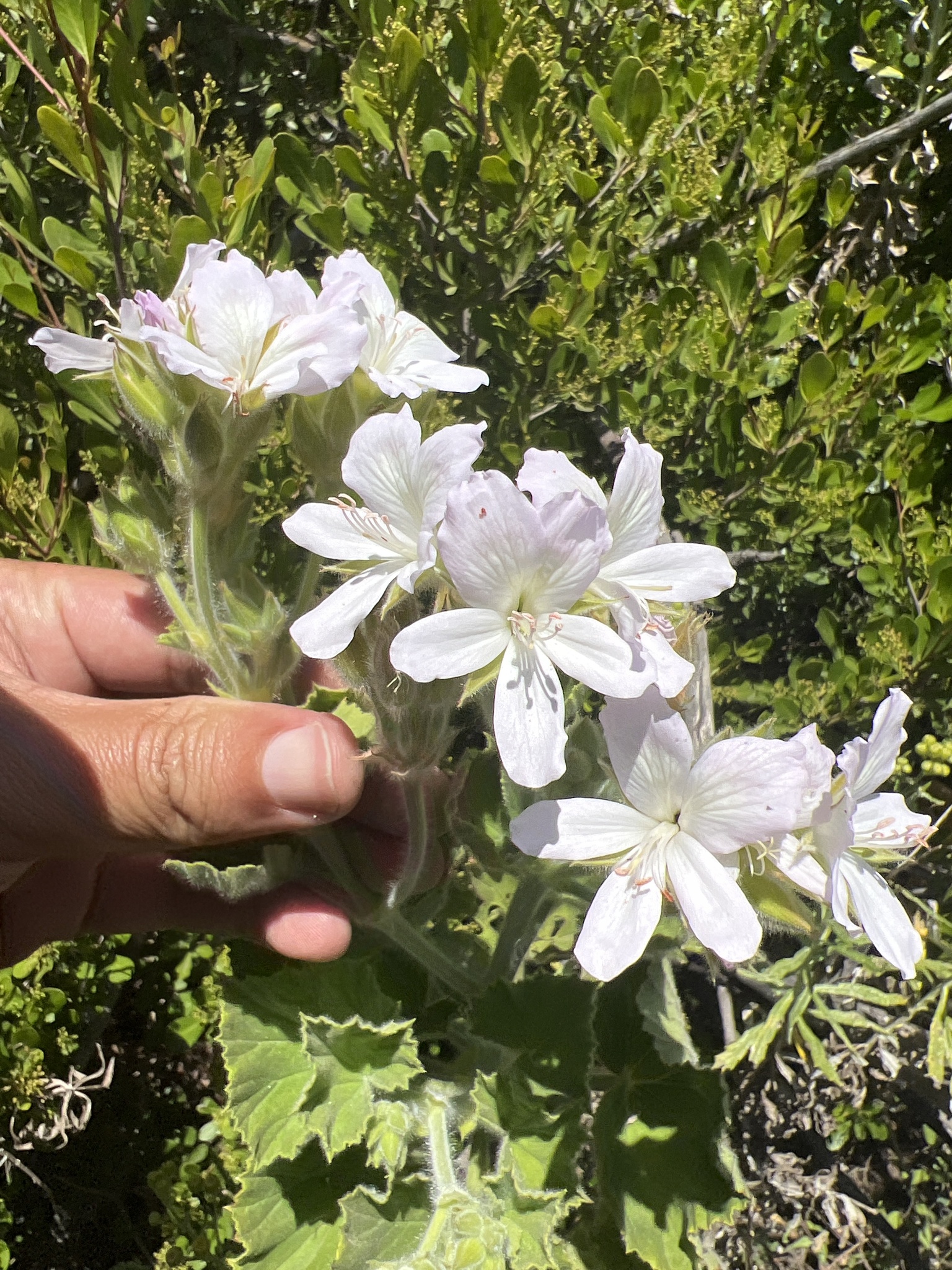 Pelargonium citrosum — iNaturalist