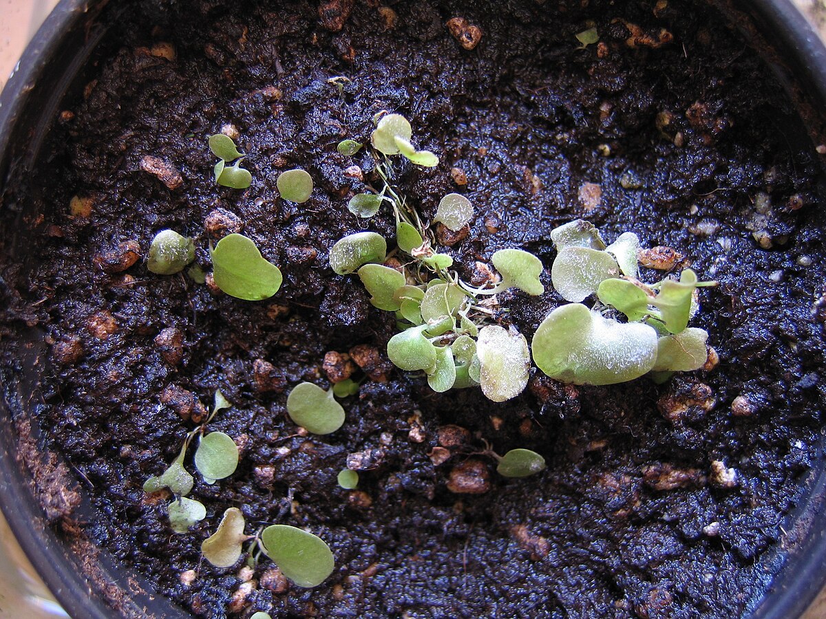 Utricularia tricolor