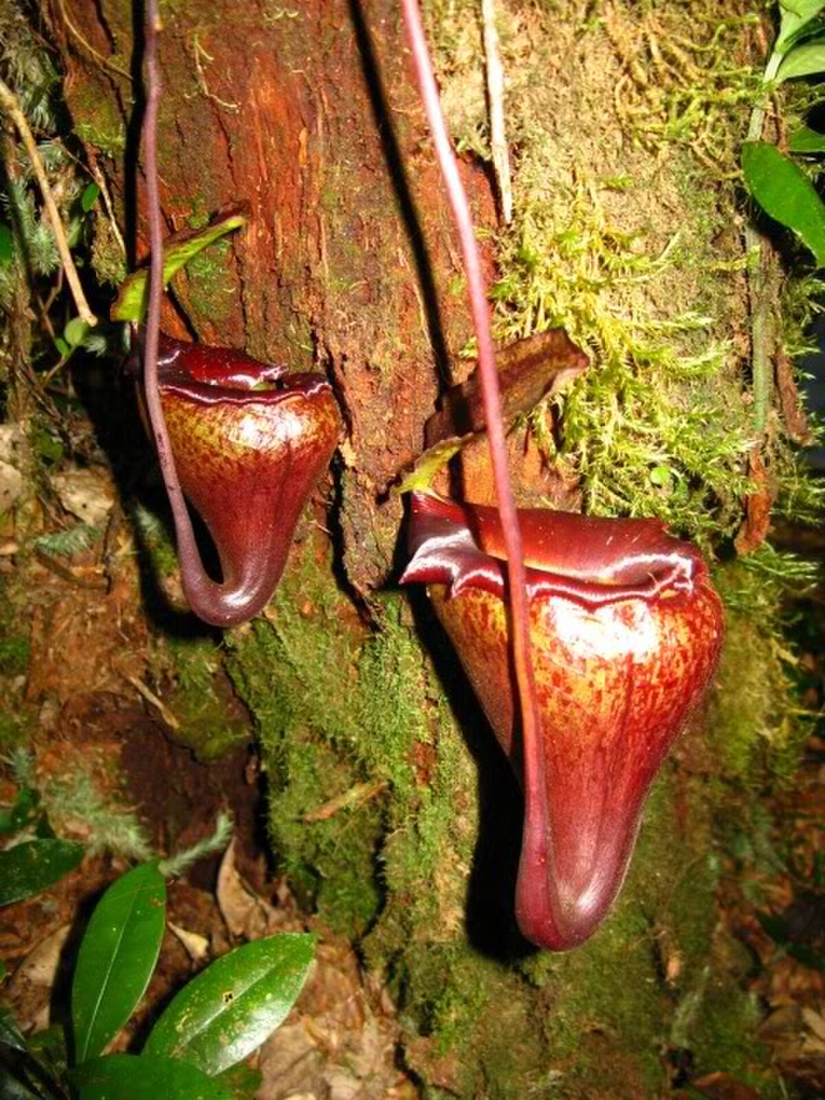 Nepenthes Flava