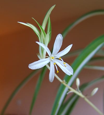 Chlorophytum capense