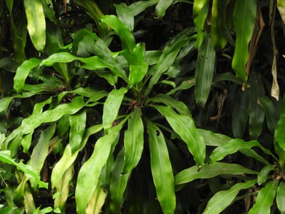 Dracaena fragans