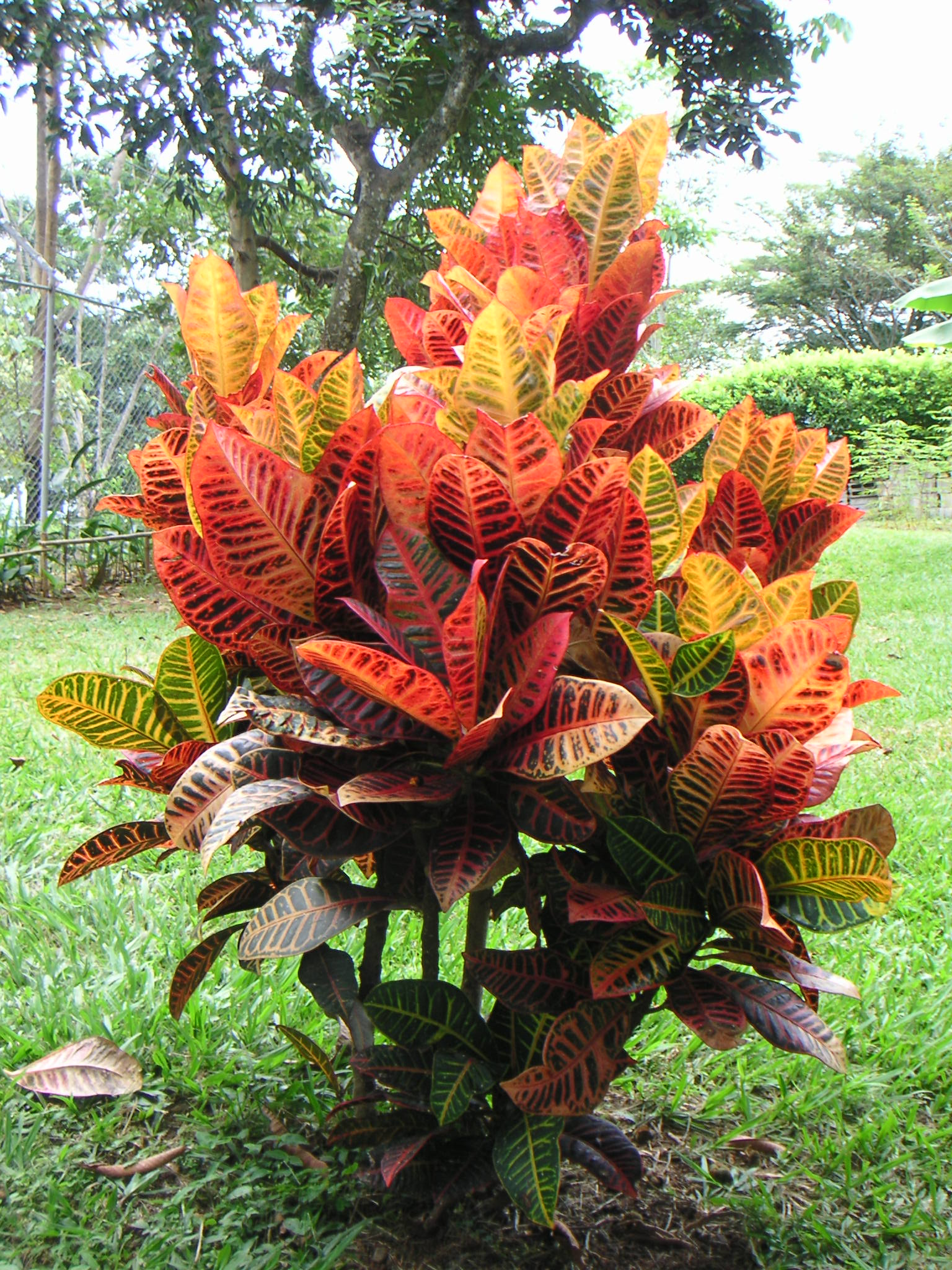 Codiaeum croton