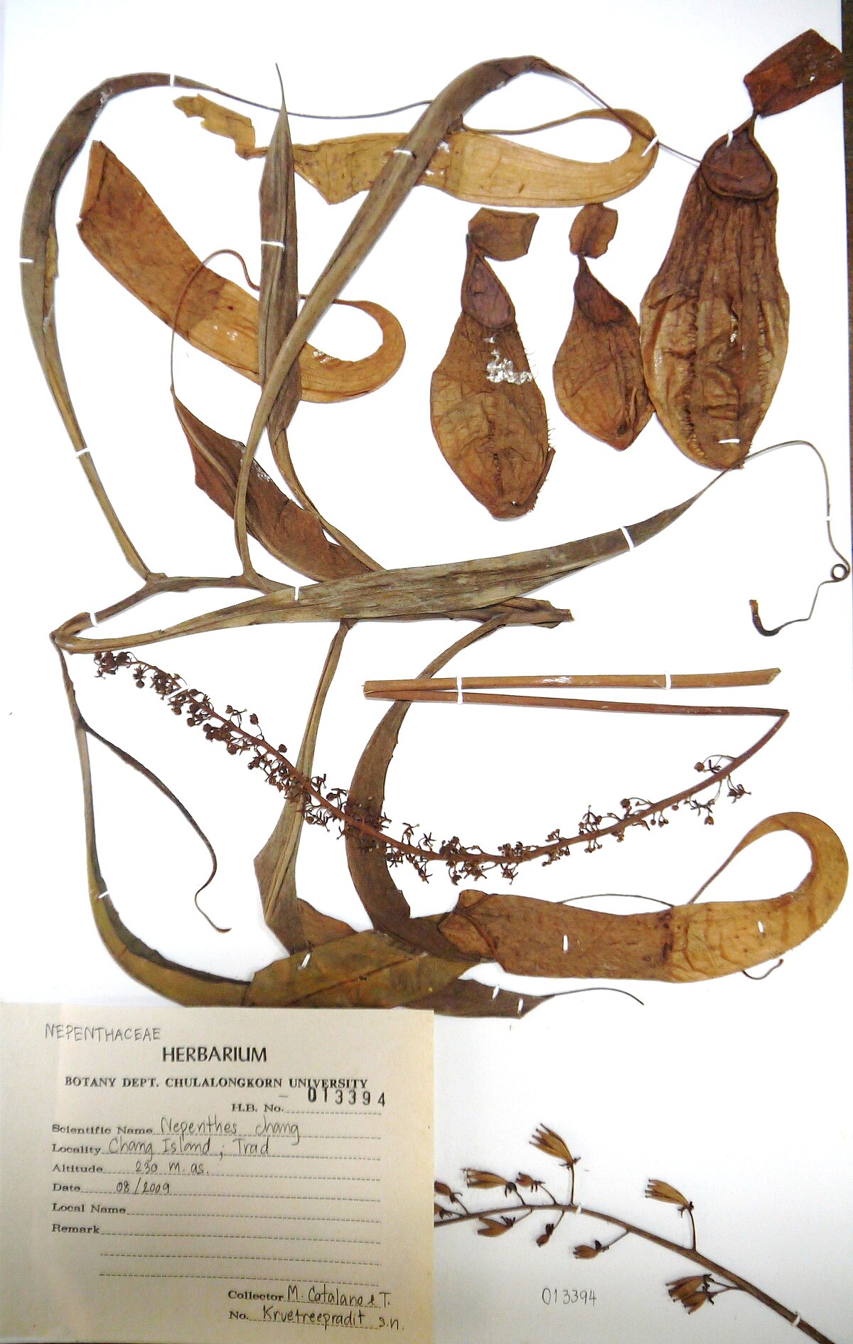 Nepenthes chang