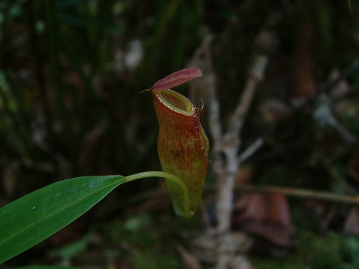 Nepenthes dubia