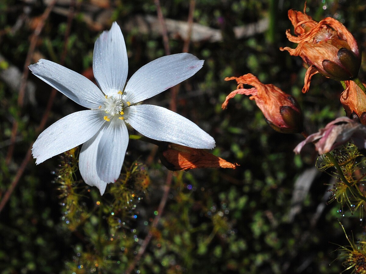 Drosera heterophylla
