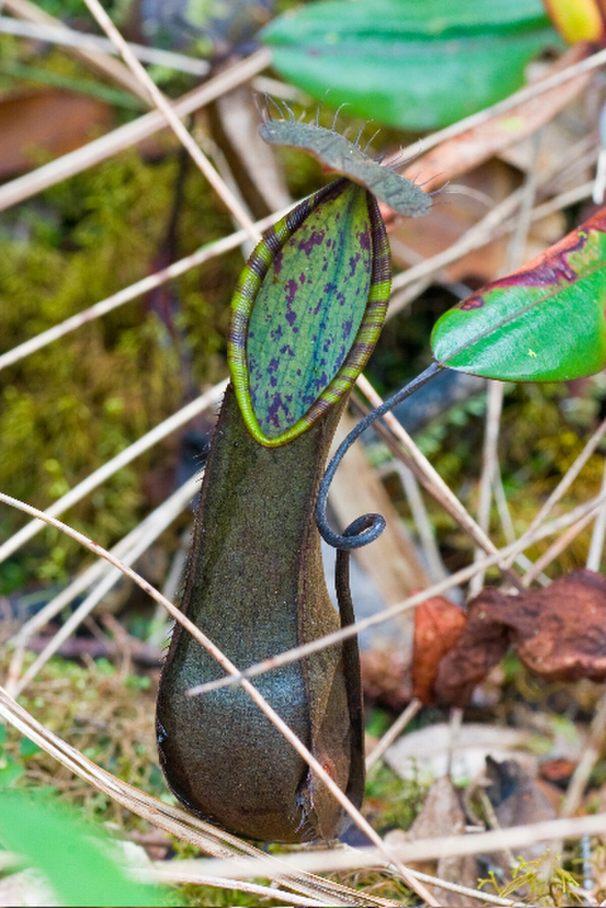 Nepenthes Tentaculata