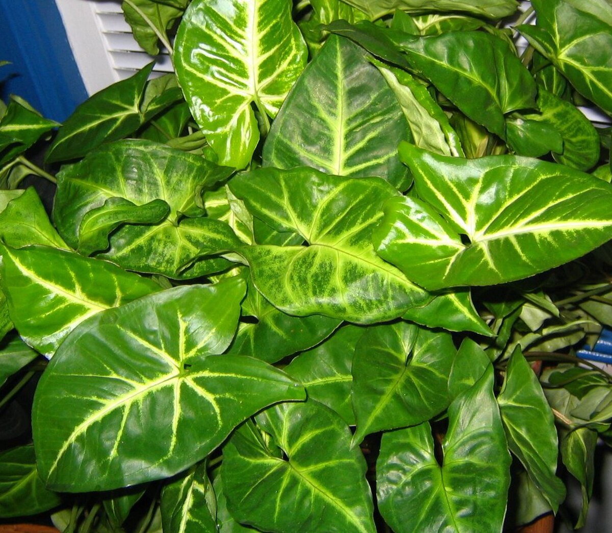 Syngonium podophyllum