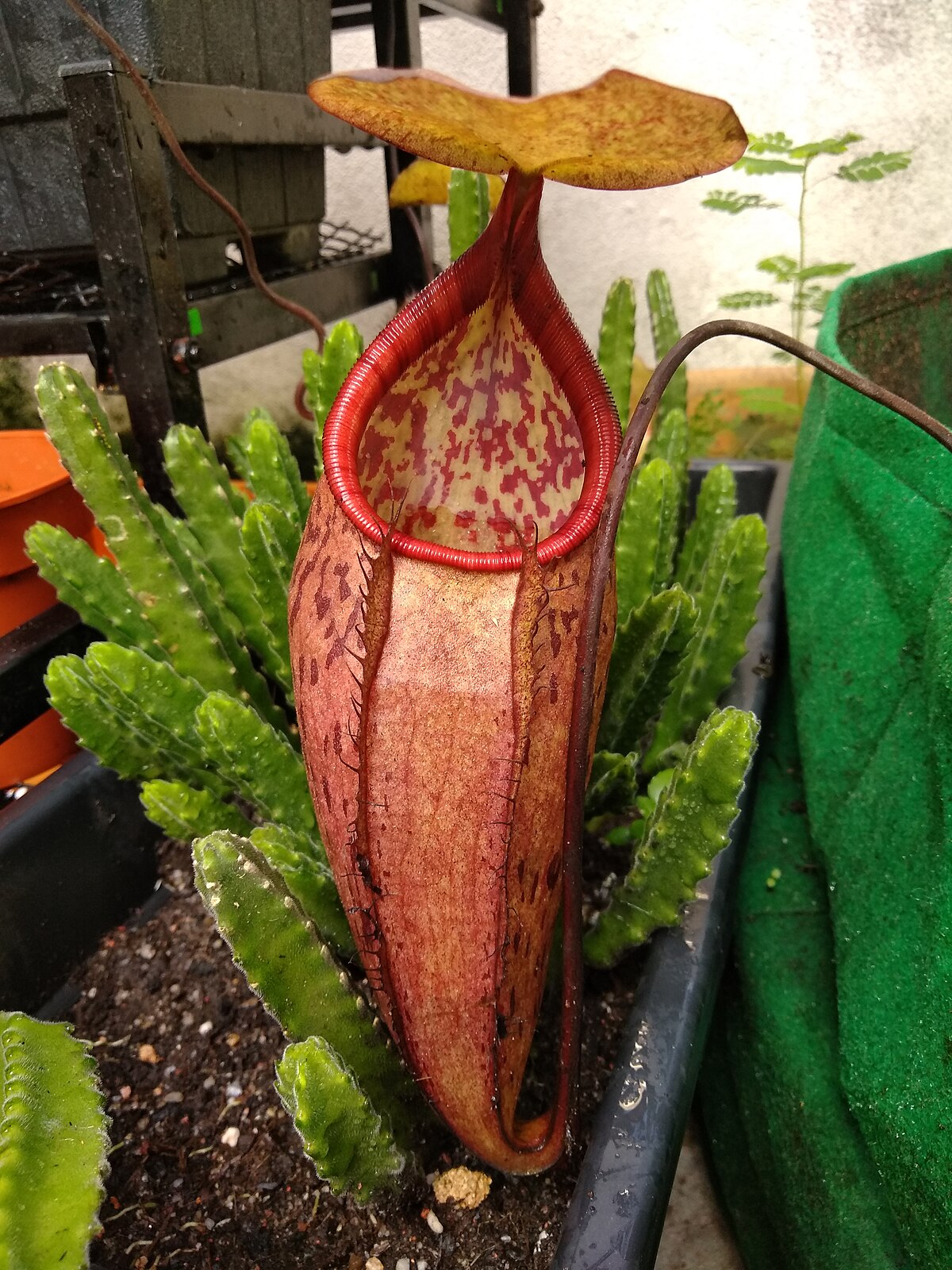 Nepenthes macfarlanei