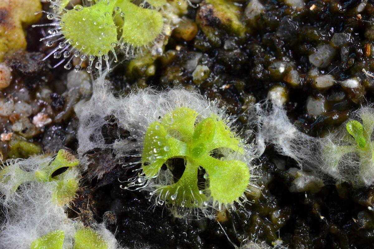Drosera burmannii
