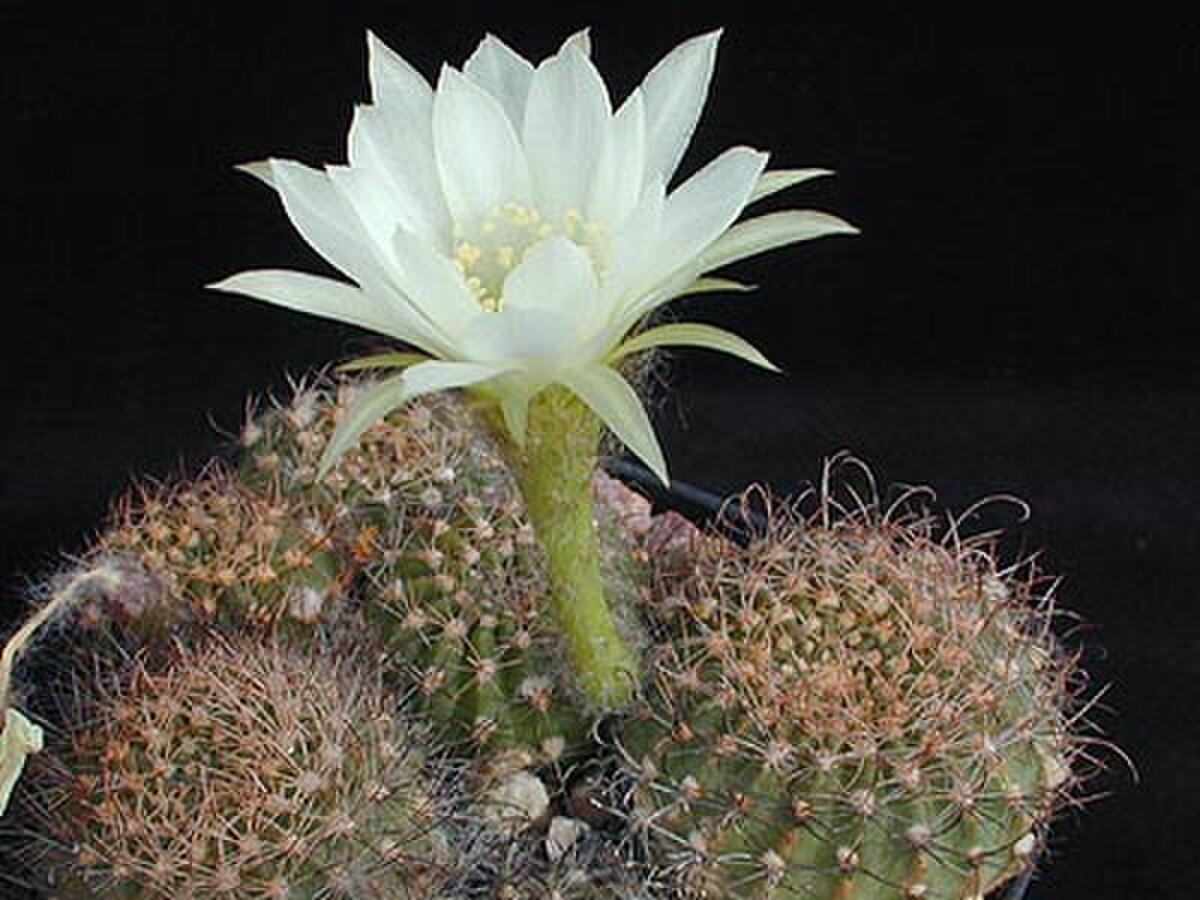 Echinopsis subdenudata