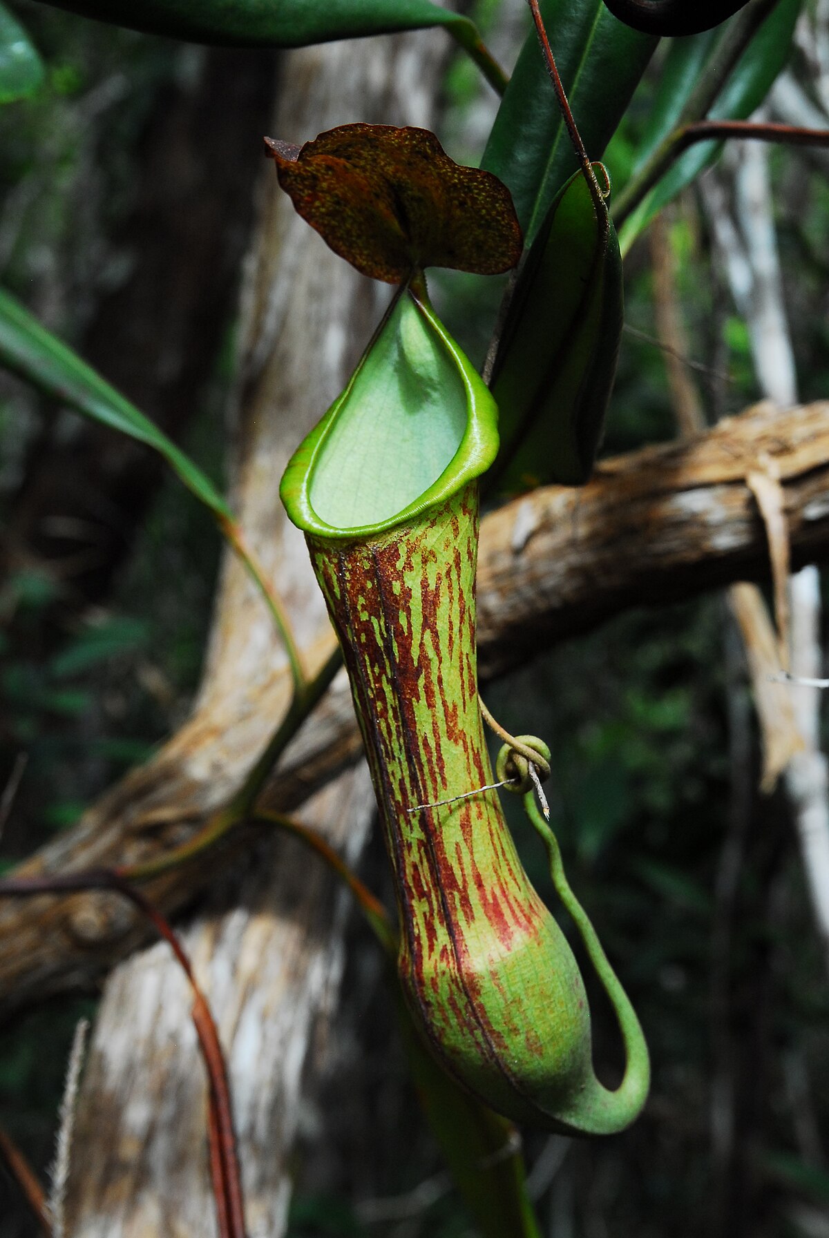 Nepenthes mindanaoensis