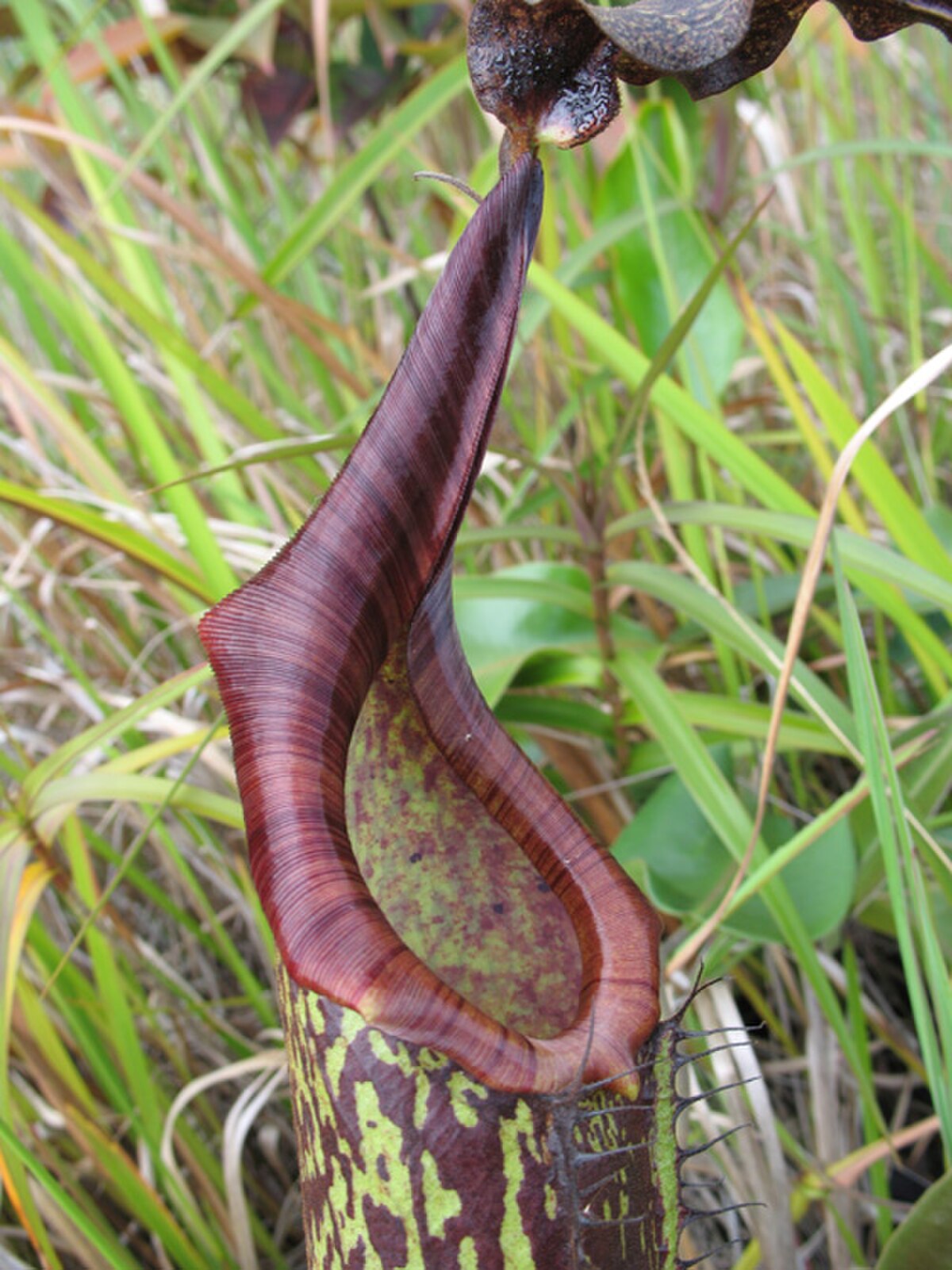 Nepenthes hurrelliana