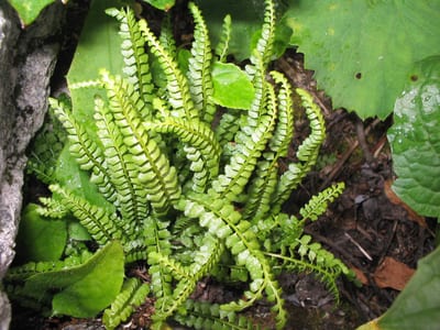 Asplenium peacock