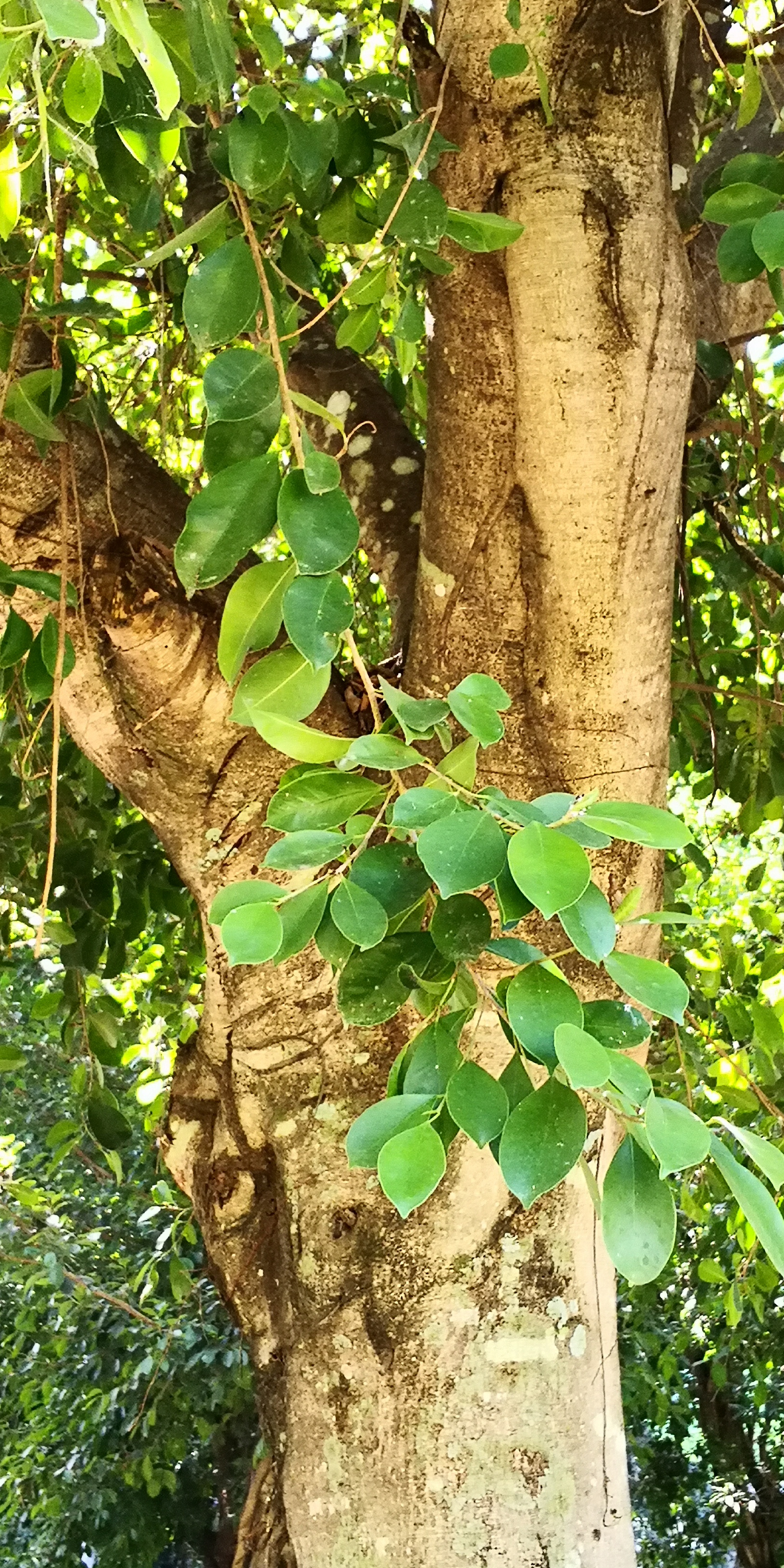 Ficus microcarpa