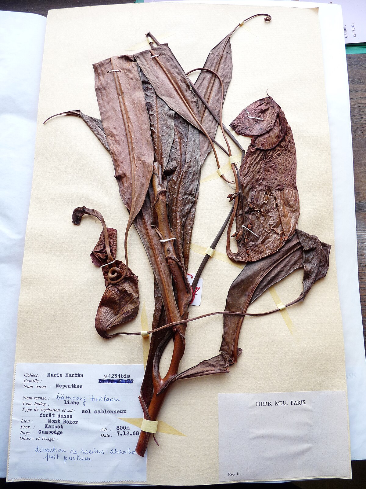 Nepenthes bokorensis