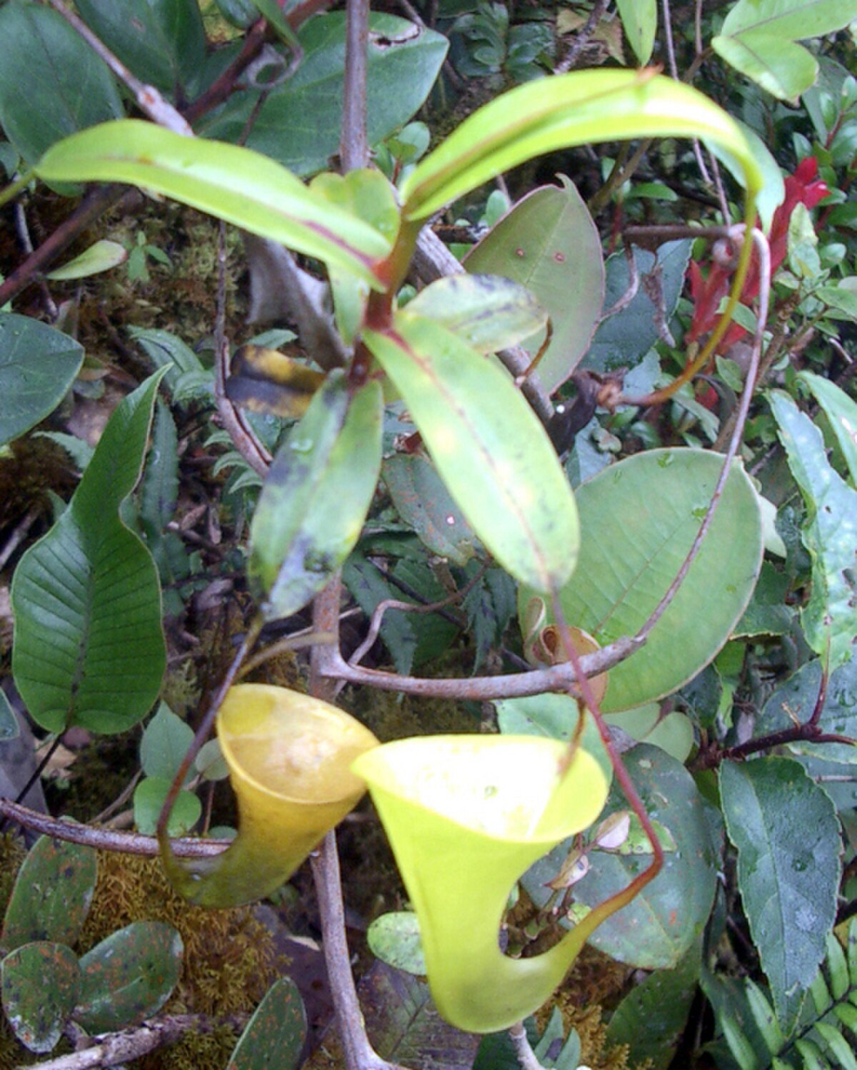 Nepenthes inermis
