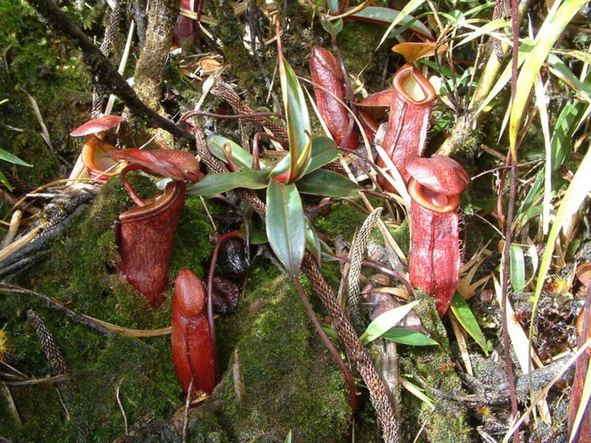 Nepenthes lamii