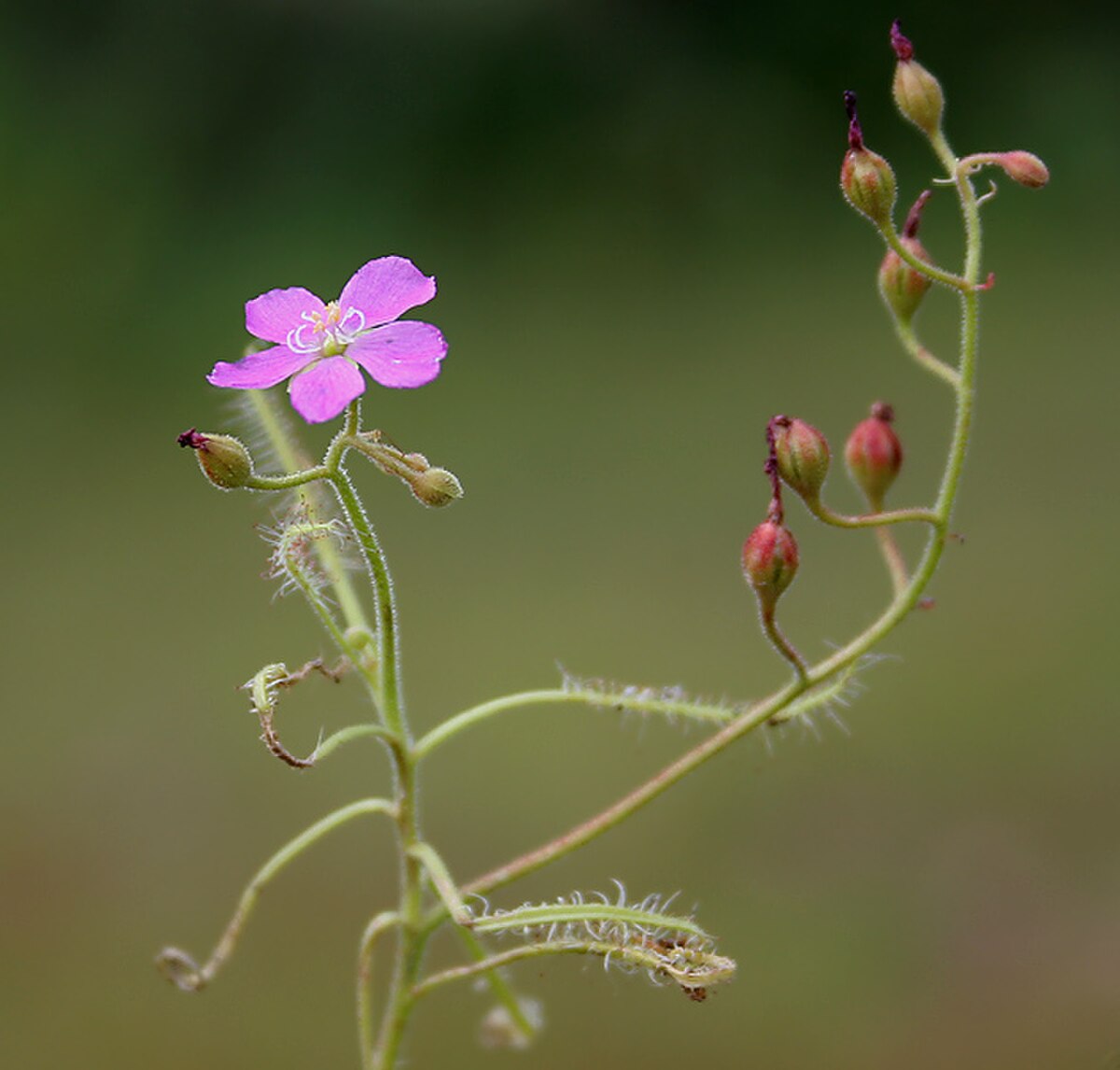Drosera indica