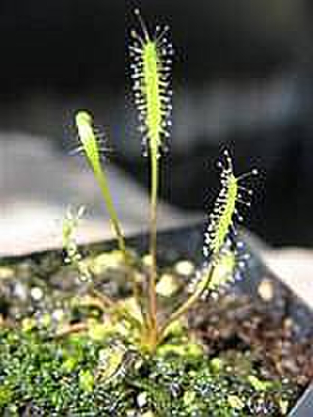 Drosera linearis