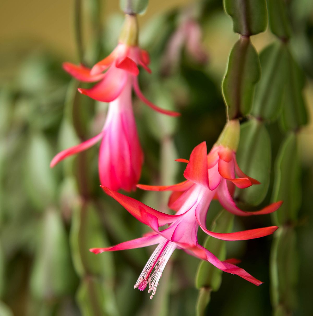 Schlumbergera buckleyi
