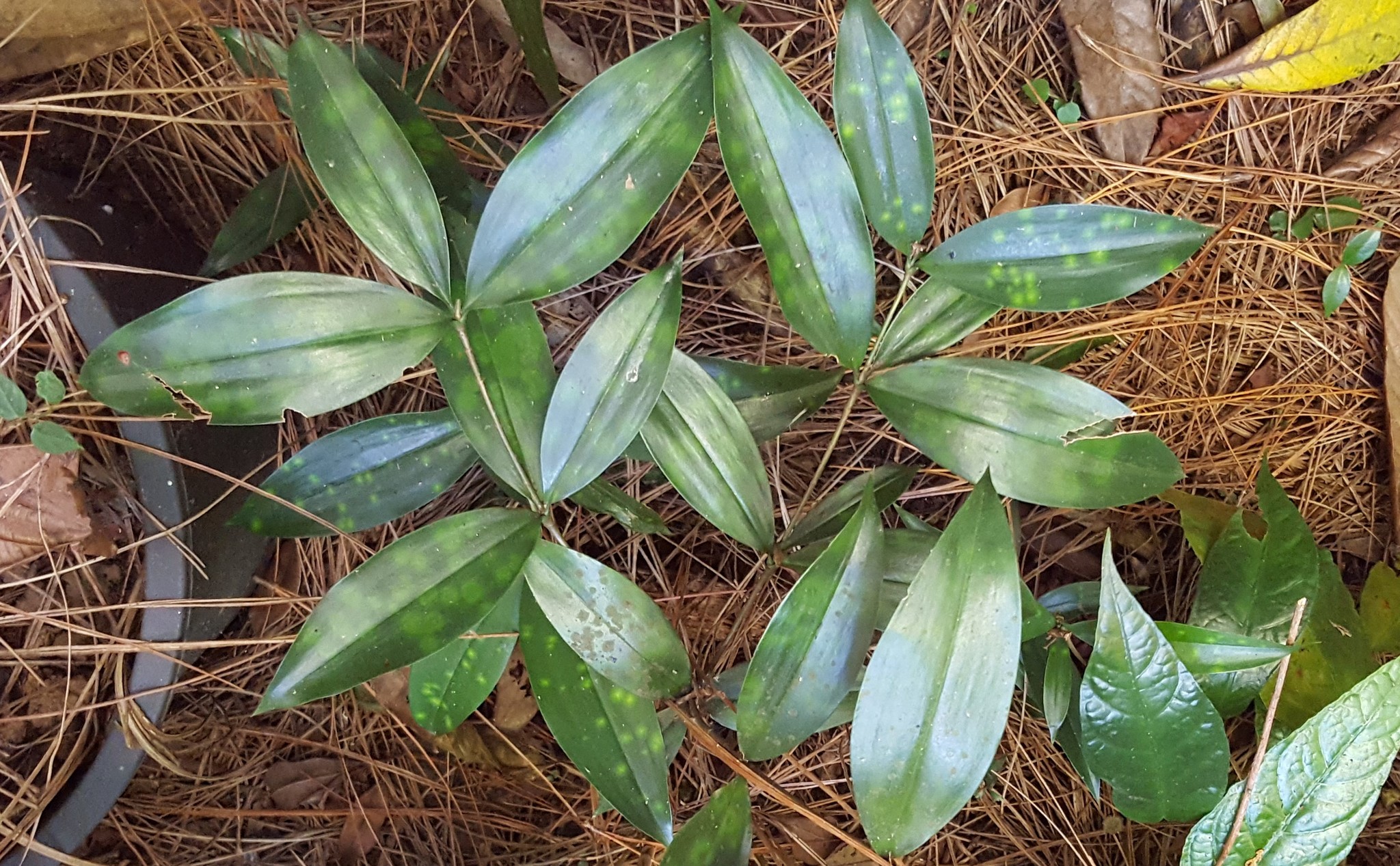 Dracaena gold — iNaturalist