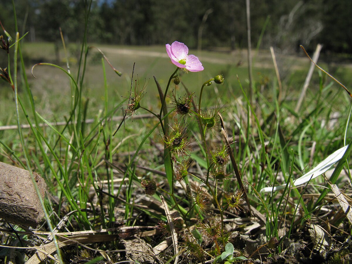 Drosera gracilis