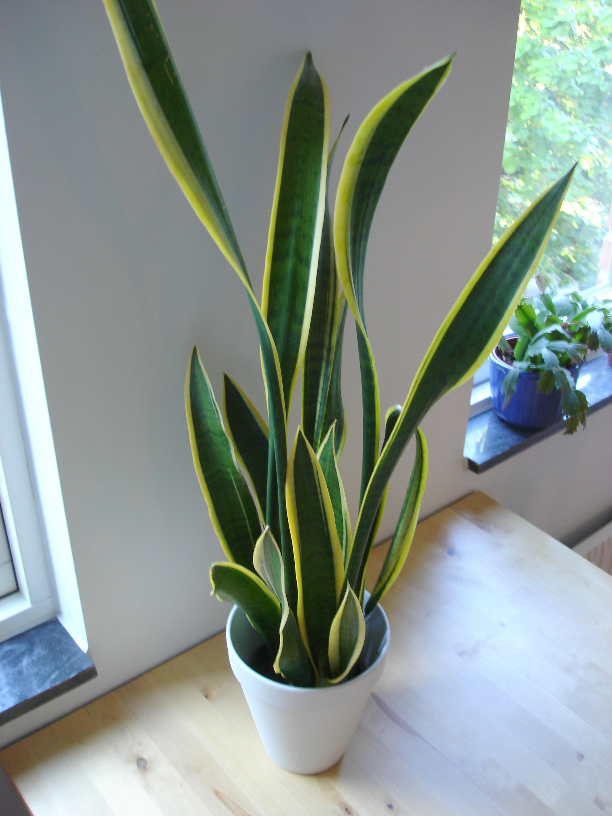 Sansevieria moonshine