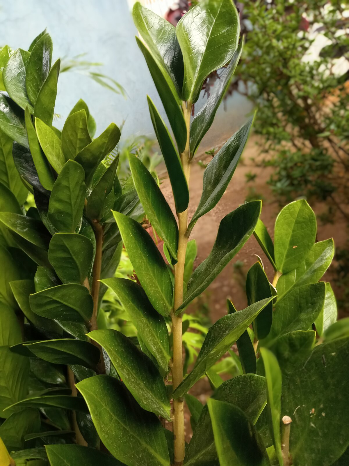 Zamioculcas zamiifolia