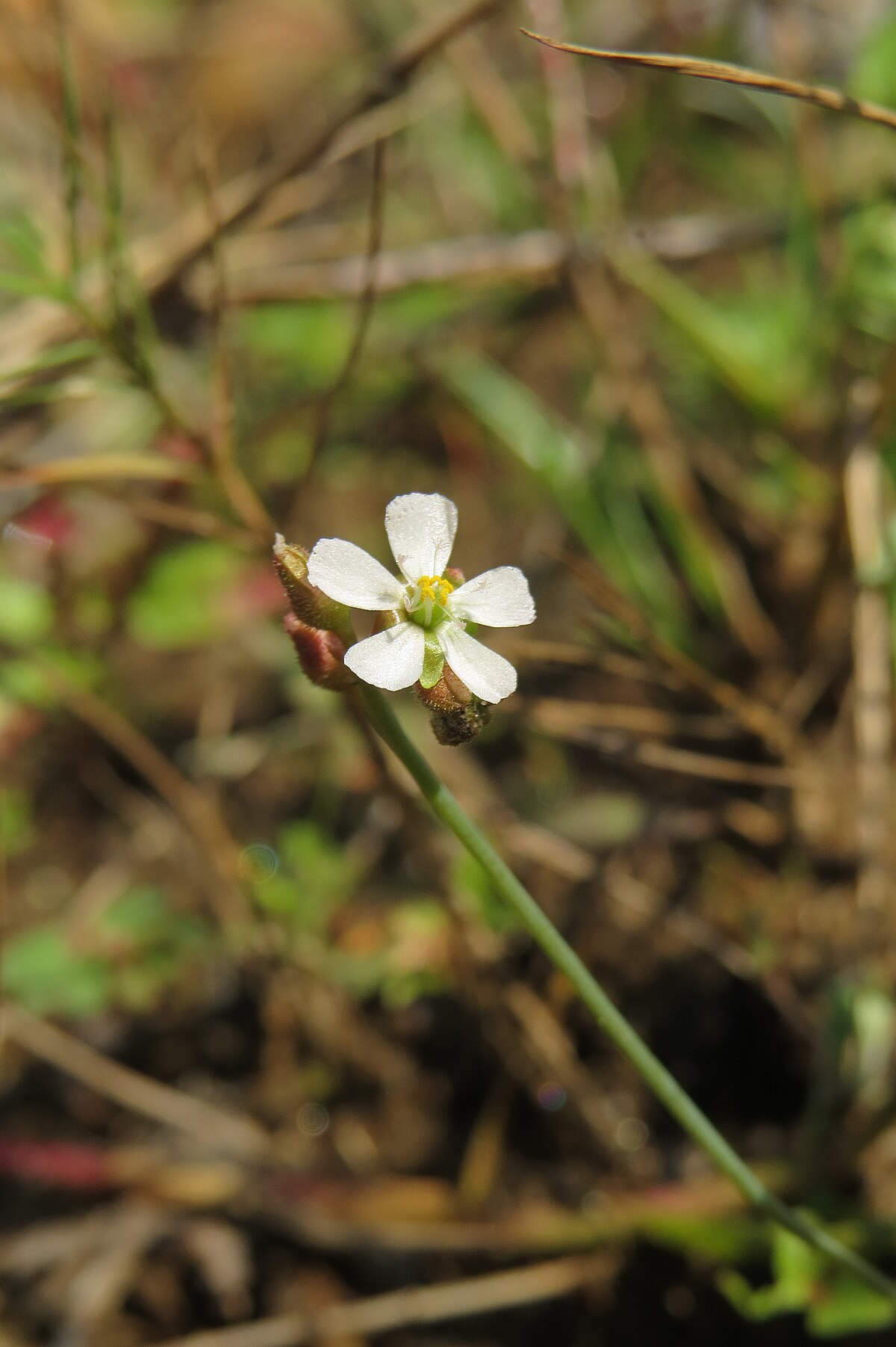 Drosera burmanni
