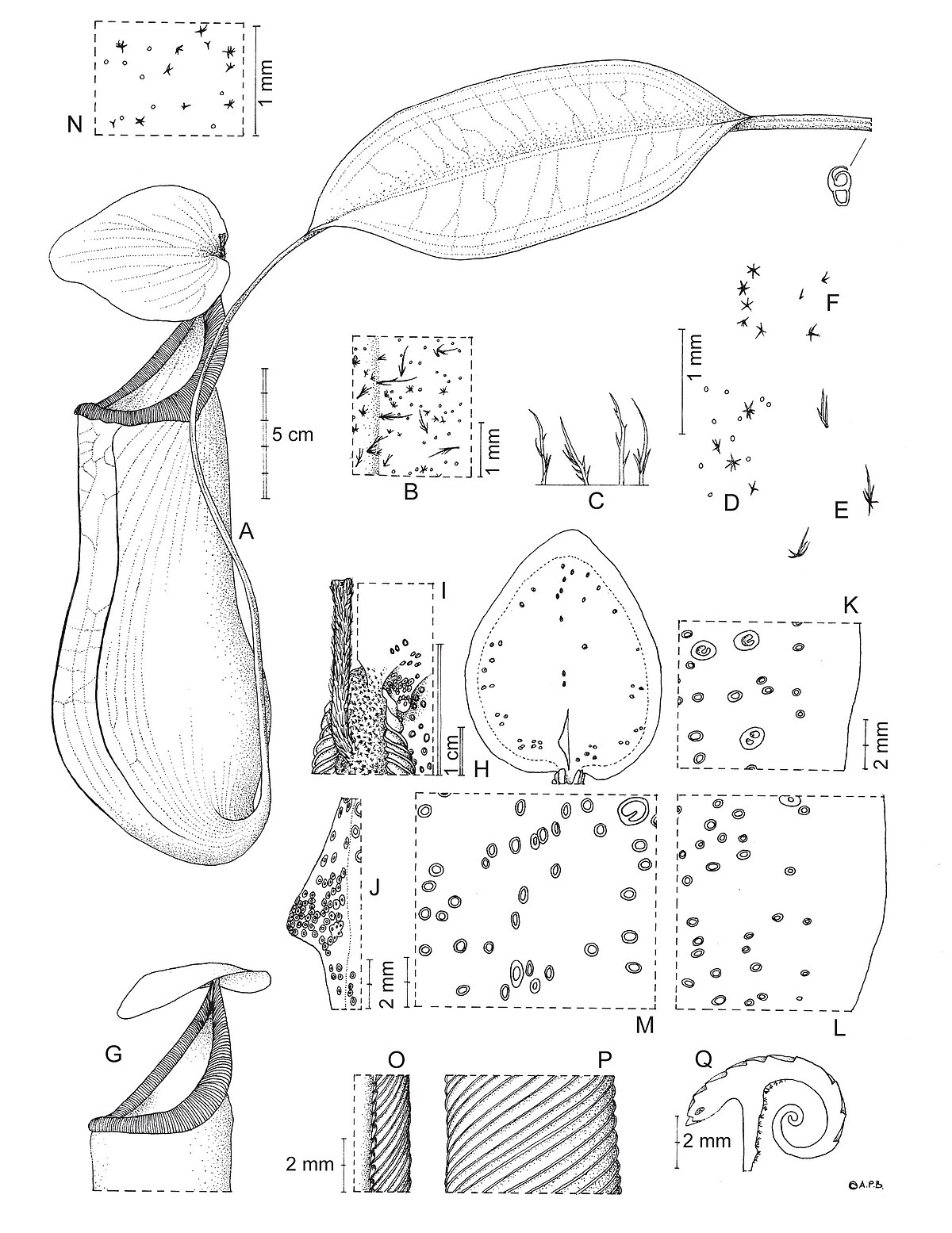 Nepenthes extincta