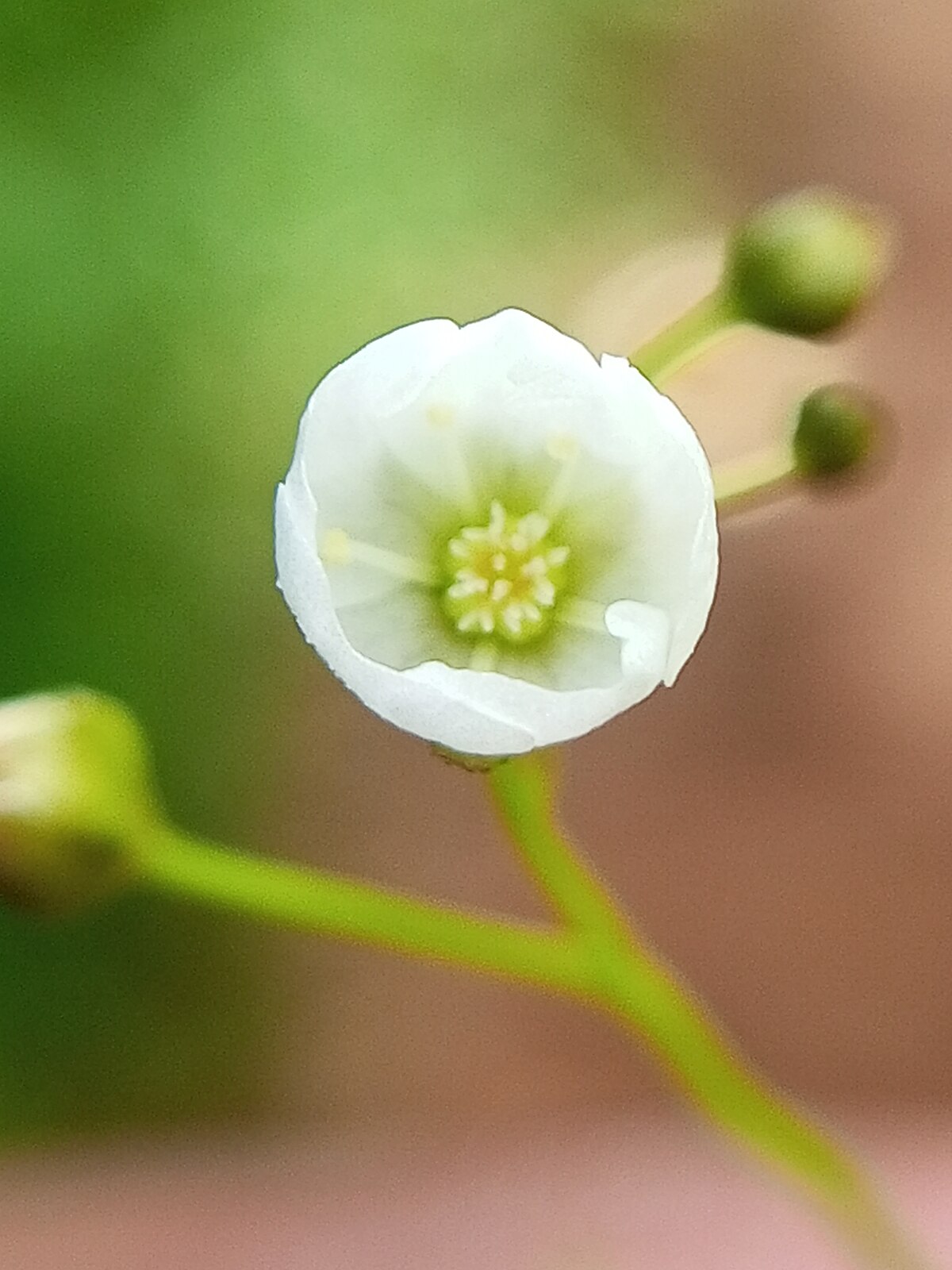 Drosera lunata