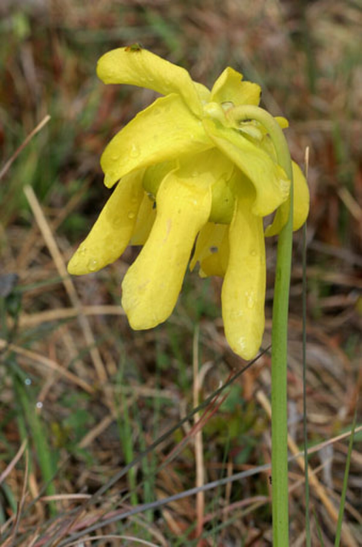 Sarracenia flava