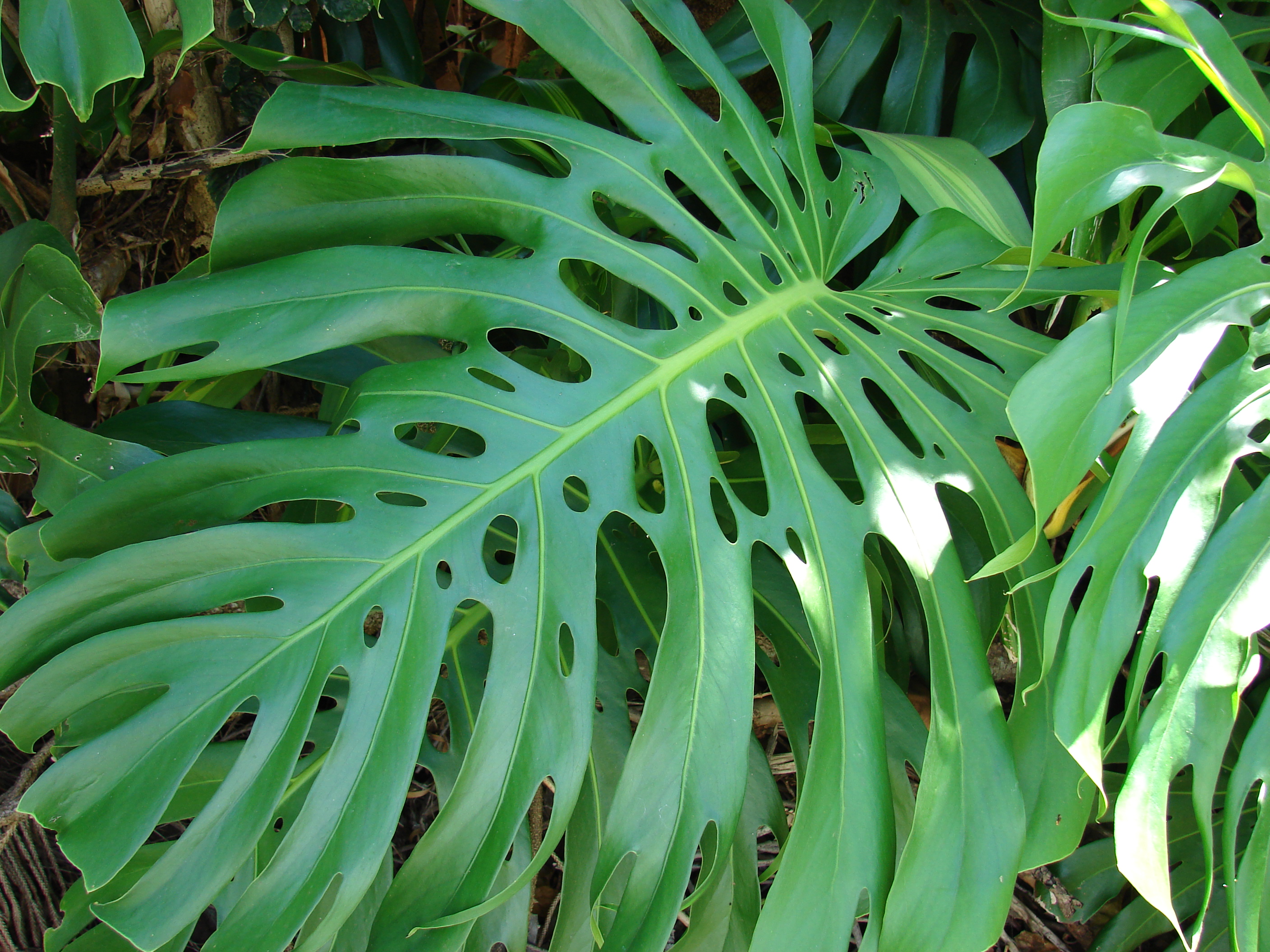 Monstera thai