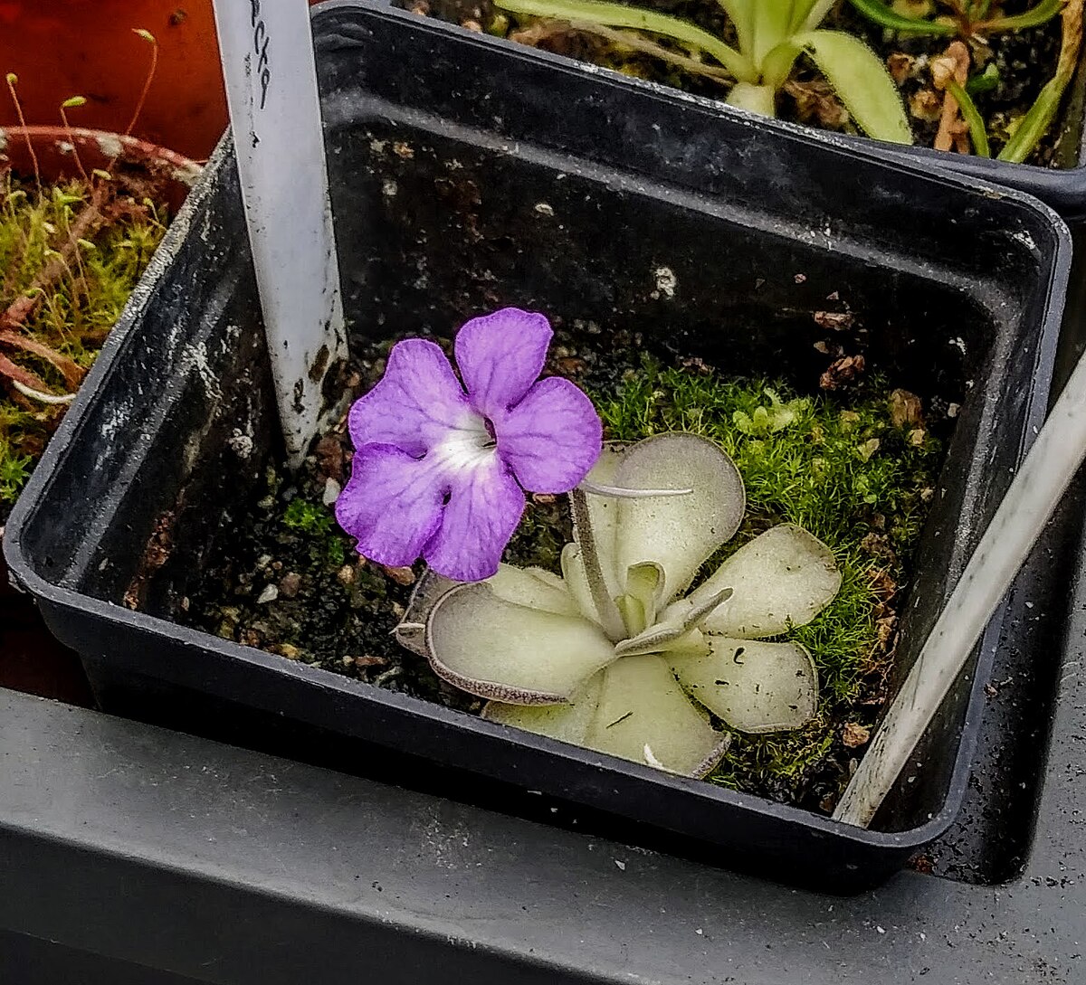 Pinguicula cyclosecta