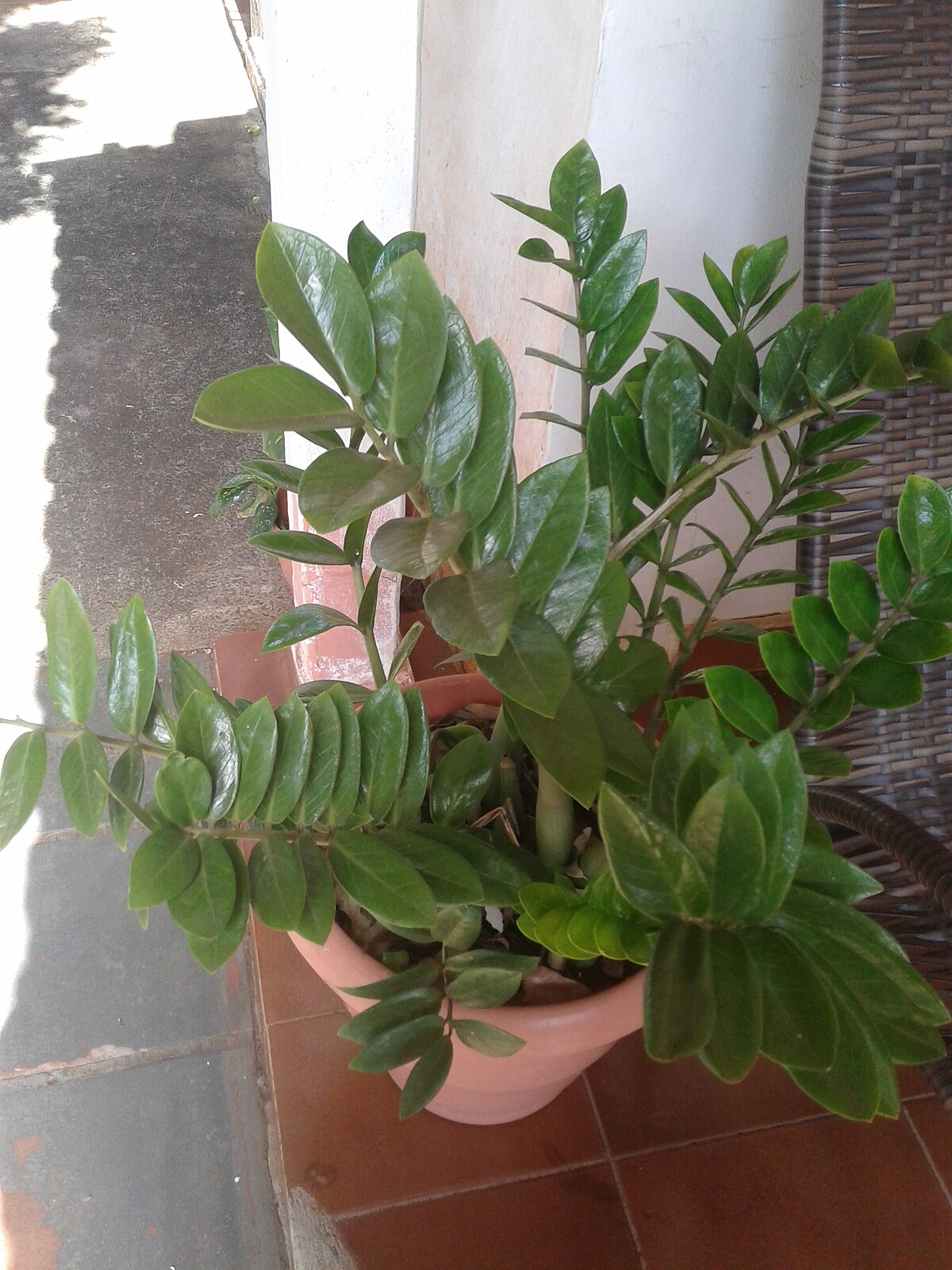 Zamioculcas zamiifolia