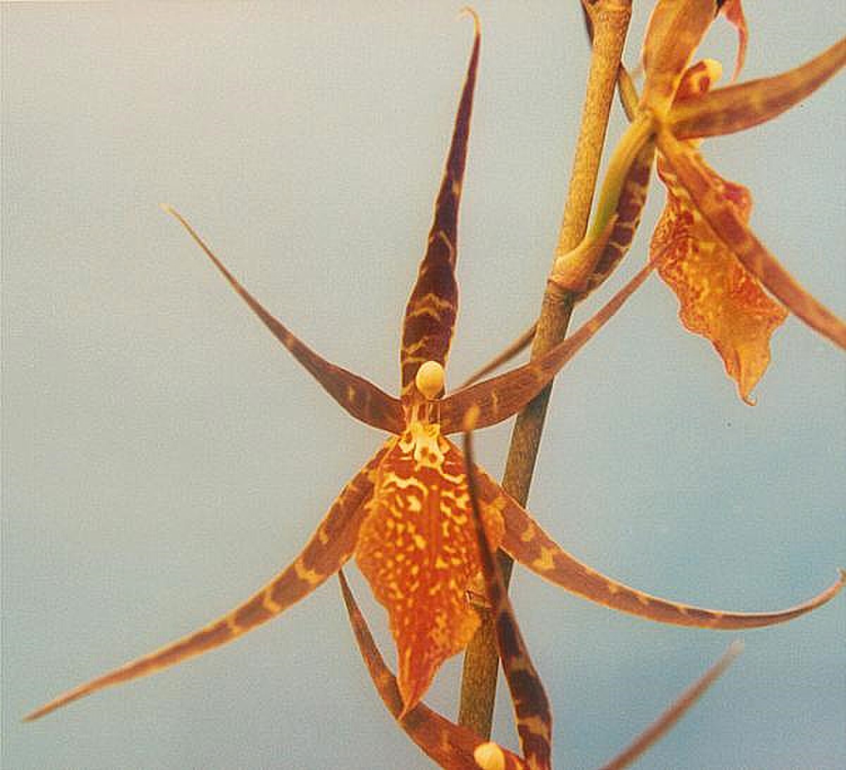 Oncidium ornithorhynchum