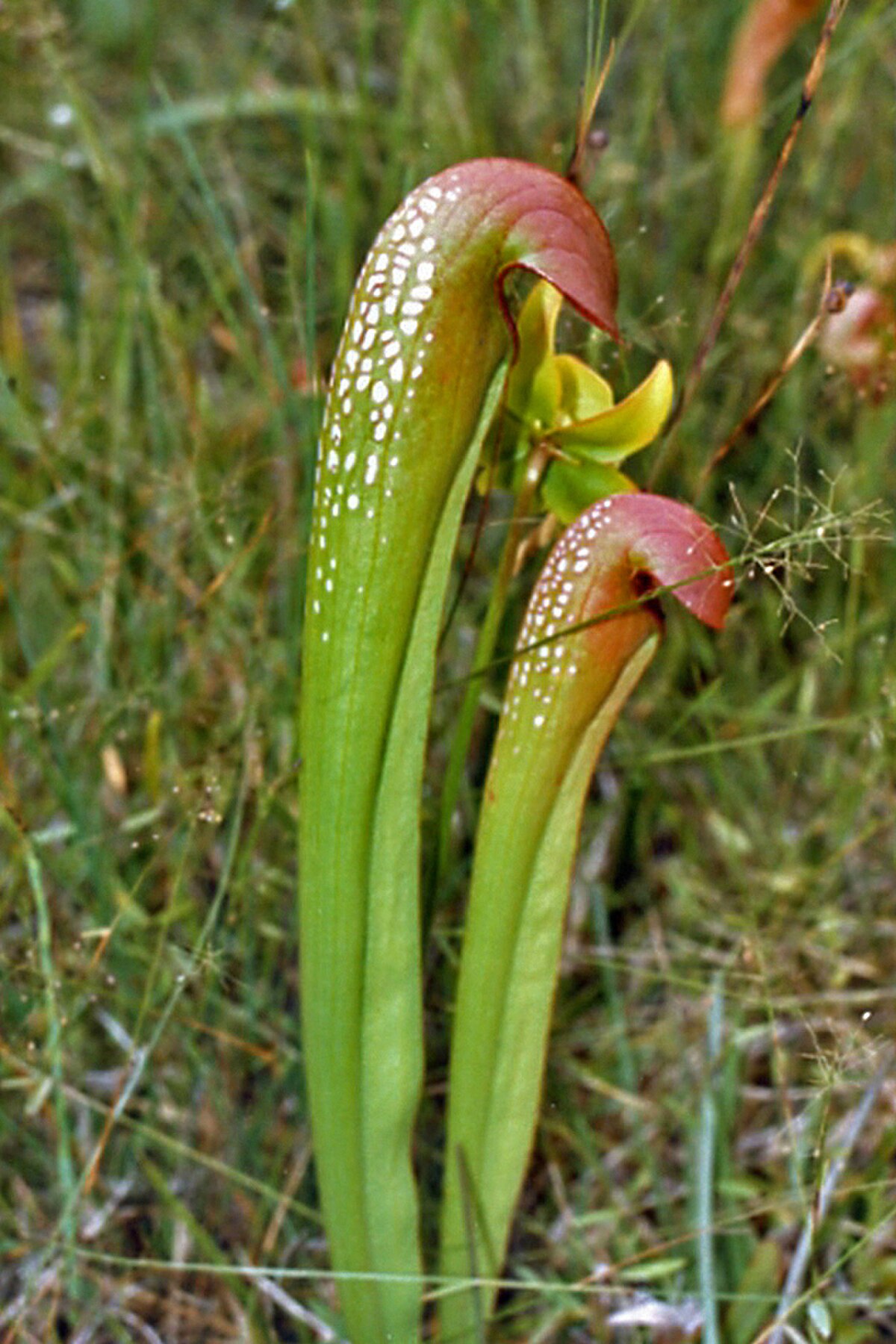 Sarracenia minor