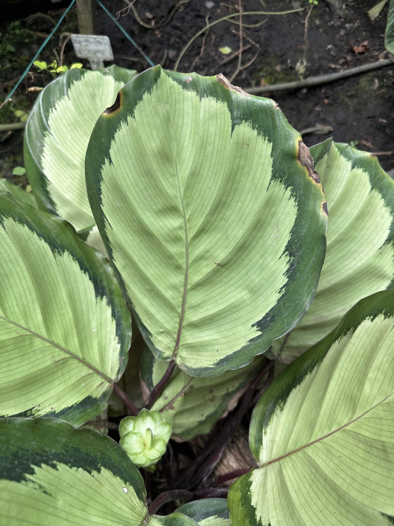 Calathea roseopicta — iNaturalist