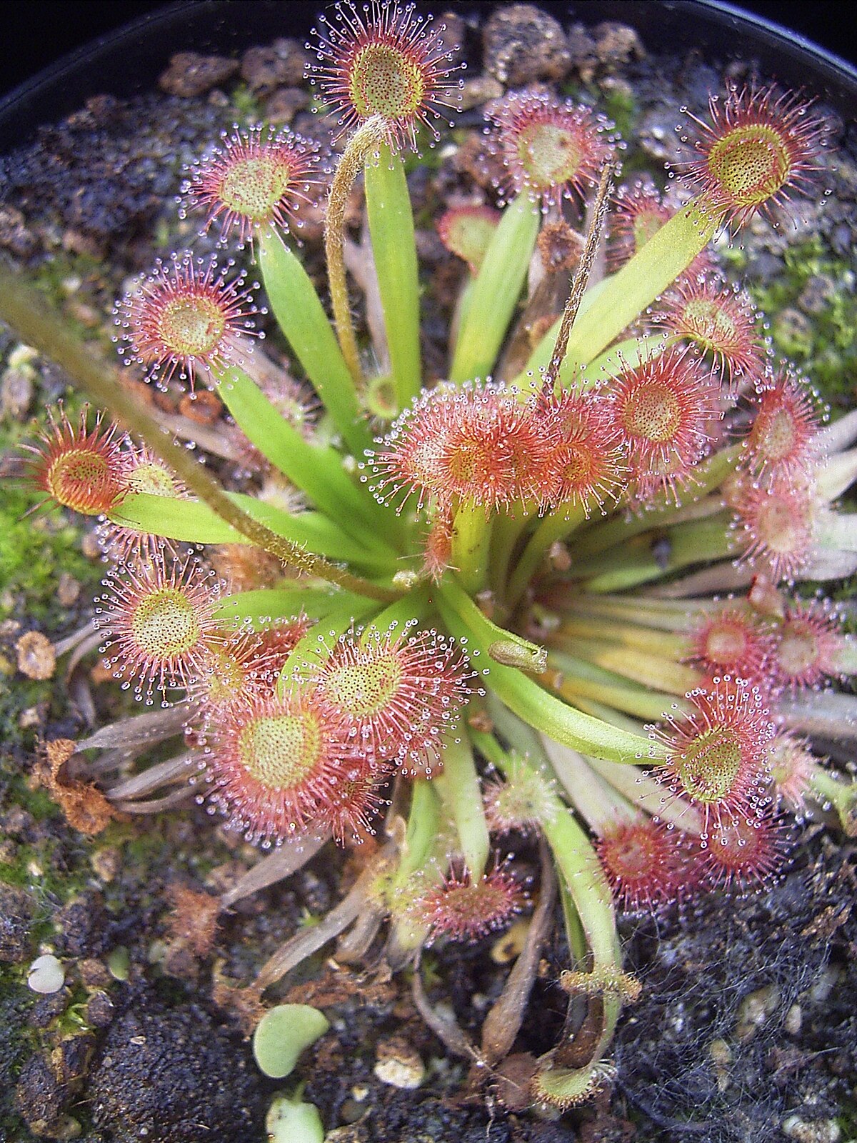 Drosera kenneallyi