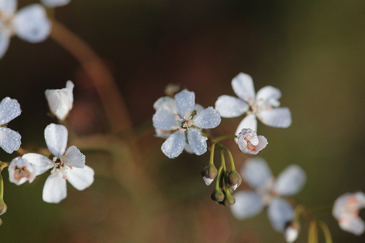 Drosera graniticola