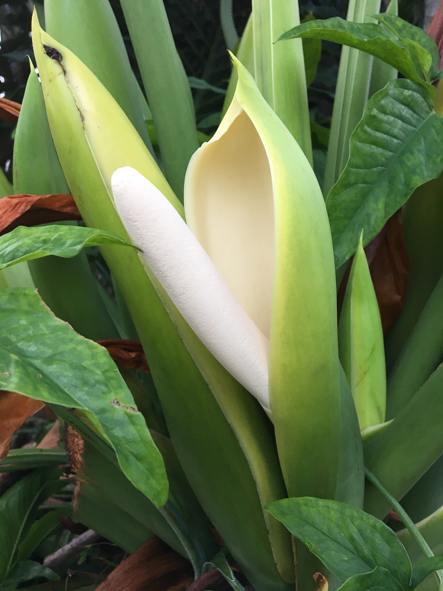 Philodendron selloum — iNaturalist