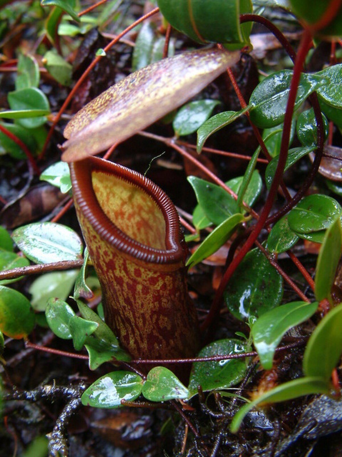 Nepenthes lamii